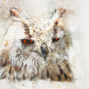 Owl-2555774