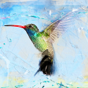 bird-hummingbird-2506075