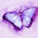 butterfly-2265010