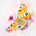 butterfly-2605695