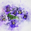 flower-2541935