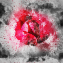 flower-2561454