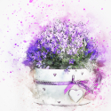 flower-2578811