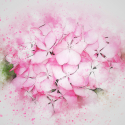 flower-2730524