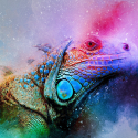 lizard-2611204