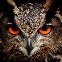 owl-50267