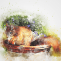 squirrel-2245913